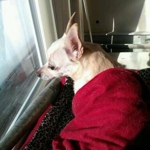 Meet your Posher, Sherry